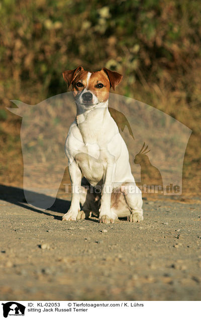 sitzender Jack Russell Terrier / sitting Jack Russell Terrier / KL-02053