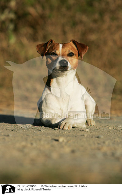 liegender Jack Russell Terrier / lying Jack Russell Terrier / KL-02056