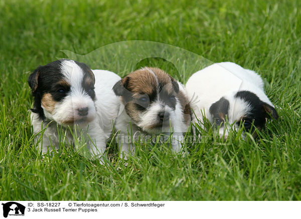 3 Parson Russell Terrier Welpen / 3 Parson Russell Terrier Puppies / SS-18227