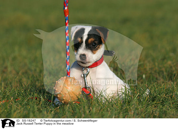 Parson Russell Terrier Welpe auf der Wiese / Parson Russell Terrier Puppy in the meadow / SS-18247