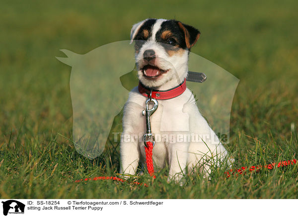 sitzender Parson Russell Terrier Welpe / sitting Parson Russell Terrier Puppy / SS-18254