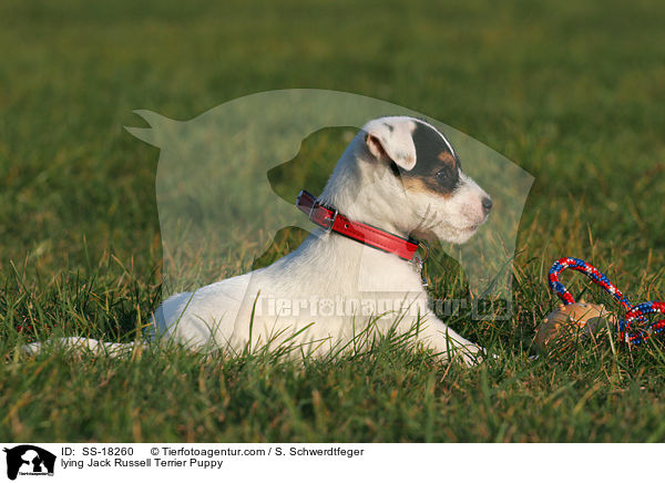 liegender Parson Russell Terrier Welpe / lying Parson Russell Terrier Puppy / SS-18260