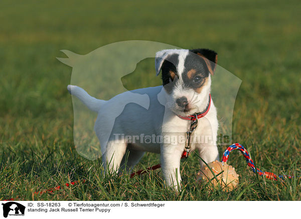 stehender Parson Russell Terrier Welpe / standing Parson Russell Terrier Puppy / SS-18263