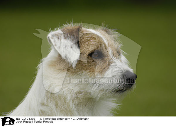 Jack Russell Terrier Portrait / CD-01303