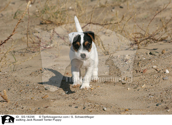 laufender Parson Russell Terrier Welpe / walking Parson Russell Terrier Puppy / SS-18296