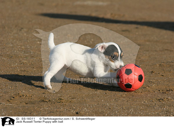 Parson Russell Terrier Welpe mit Ball / Parson Russell Terrier Puppy with ball / SS-18311