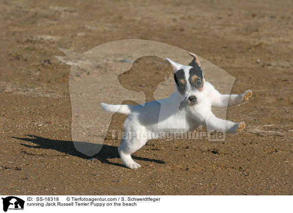 rennender Parson Russell Terrier Welpe am Strand / running Parson Russell Terrier Puppy on the beach / SS-18318