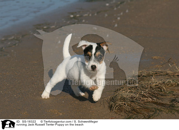 rennender Parson Russell Terrier Welpe am Strand / running Parson Russell Terrier Puppy on the beach / SS-18322