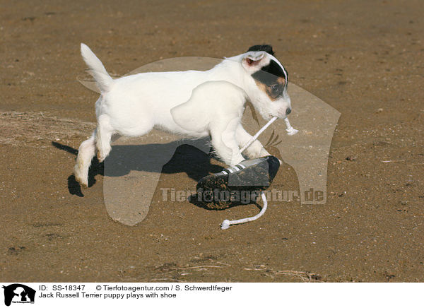 Parson Russell Terrier Welpe spielt mit Schuh / Parson Russell Terrier puppy plays with shoe / SS-18347