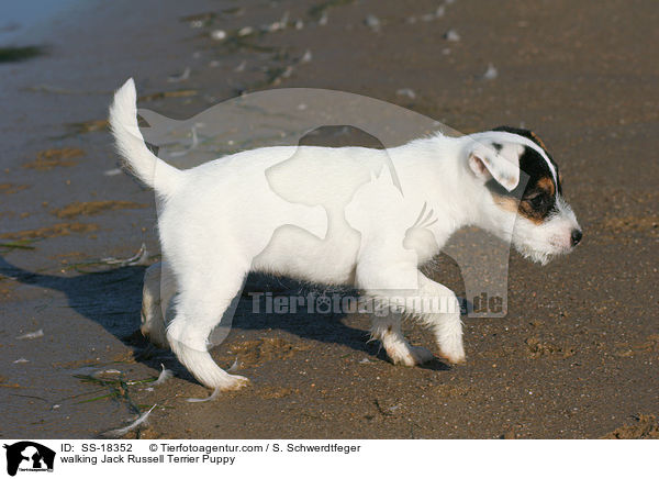 laufender Parson Russell Terrier Welpe / walking Parson Russell Terrier Puppy / SS-18352
