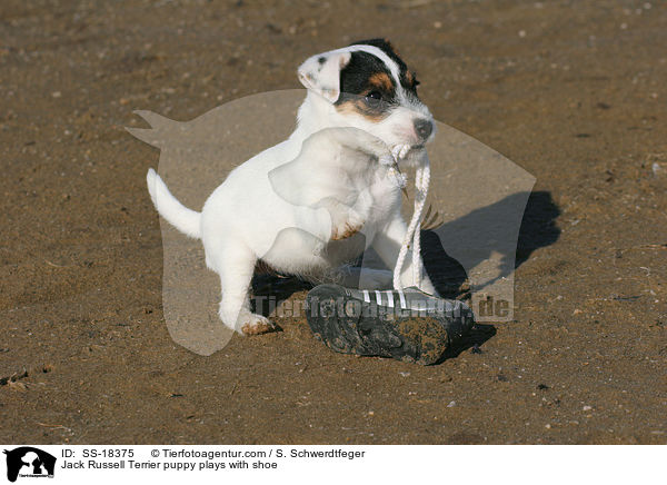 Parson Russell Terrier Welpe spielt mit Schuh / Parson Russell Terrier puppy plays with shoe / SS-18375