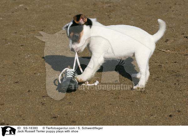 Parson Russell Terrier Welpe spielt mit Schuh / Parson Russell Terrier puppy plays with shoe / SS-18380