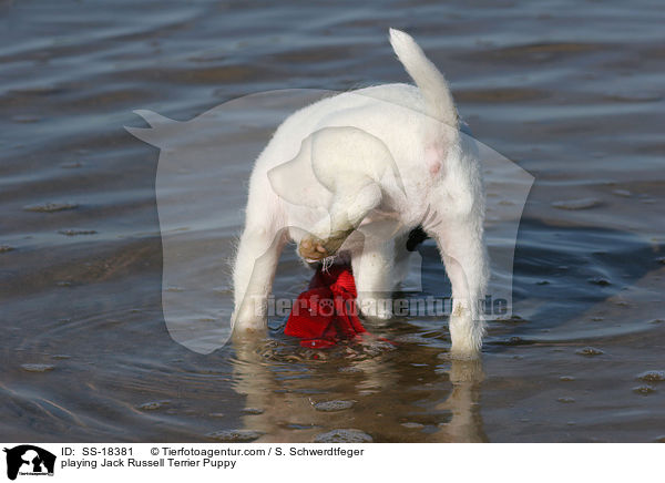 spielender Parson Russell Terrier Welpe / playing Parson Russell Terrier Puppy / SS-18381
