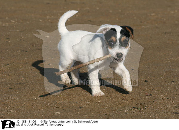 playing Jack Russell Terrier puppy / SS-18406