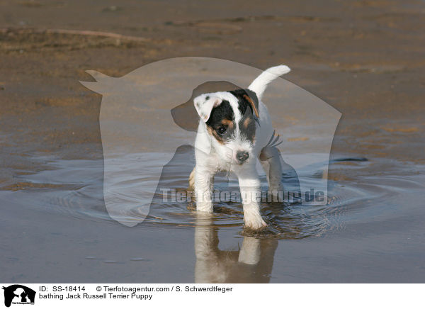 bathing Jack Russell Terrier Puppy / SS-18414
