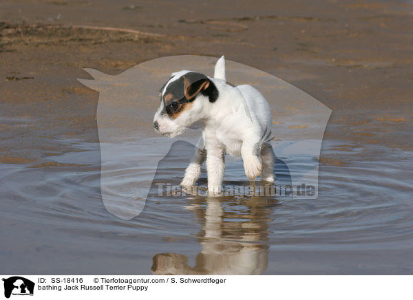 bathing Jack Russell Terrier Puppy / SS-18416