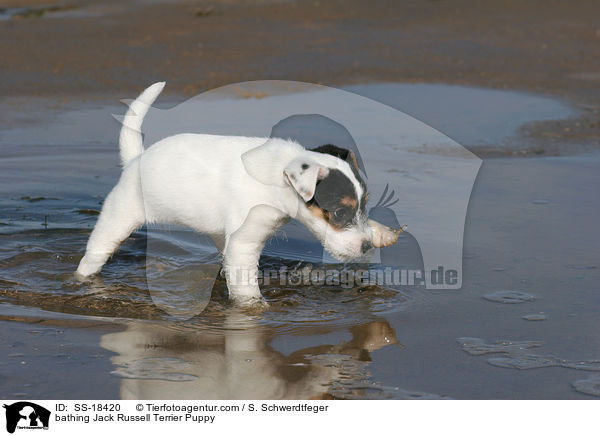 badender Parson Russell Terrier Welpe / bathing Parson Russell Terrier Puppy / SS-18420
