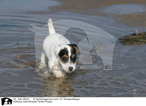 bathing Jack Russell Terrier Puppy / SS-18421