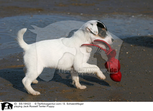 playing Jack Russell Terrier Puppy / SS-18422
