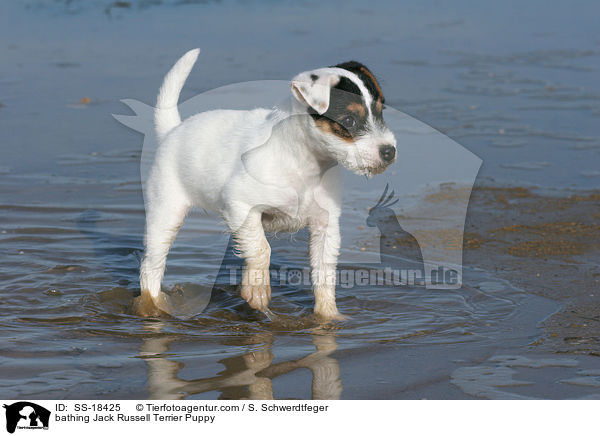 badender Parson Russell Terrier Welpe / bathing Parson Russell Terrier Puppy / SS-18425