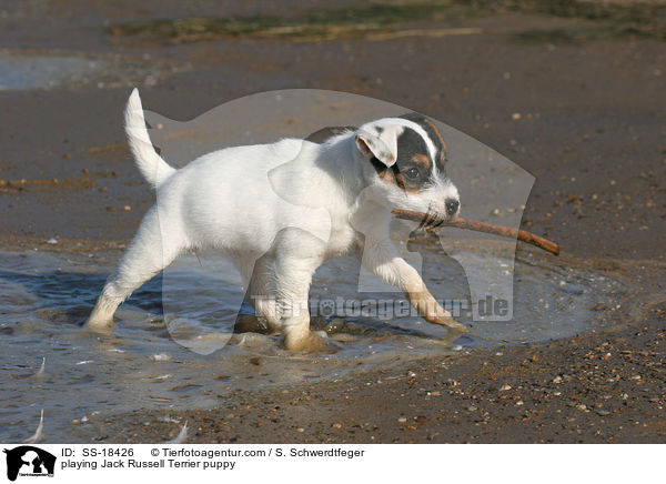 Parson Russell Terrier Welpe spielt mit Stckchen / playing Parson Russell Terrier puppy / SS-18426