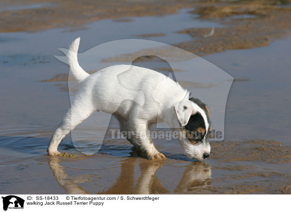 laufender Parson Russell Terrier Welpe / walking Parson Russell Terrier Puppy / SS-18433