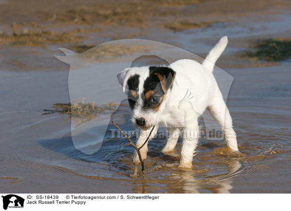 Parson Russell Terrier Welpe / Parson Russell Terrier Puppy / SS-18439