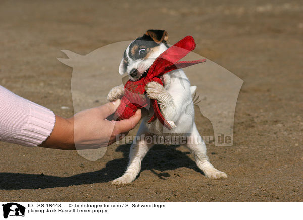 playing Jack Russell Terrier puppy / SS-18448