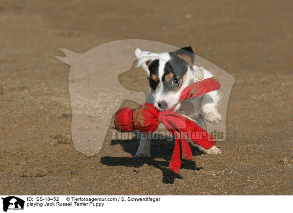 spielender Parson Russell Terrier Welpe / playing Parson Russell Terrier Puppy / SS-18452