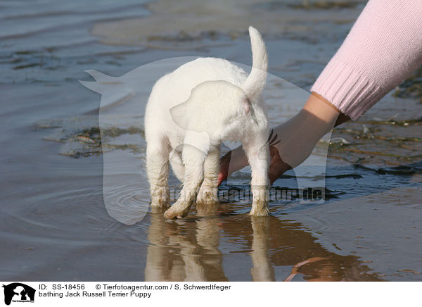 badender Parson Russell Terrier Welpe / bathing Parson Russell Terrier Puppy / SS-18456