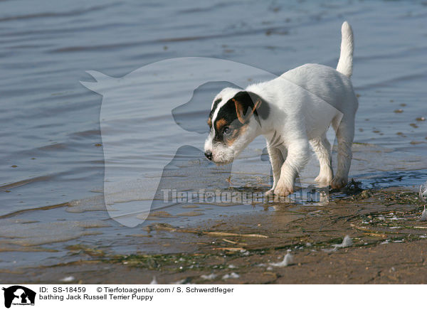 badender Parson Russell Terrier Welpe / bathing Parson Russell Terrier Puppy / SS-18459