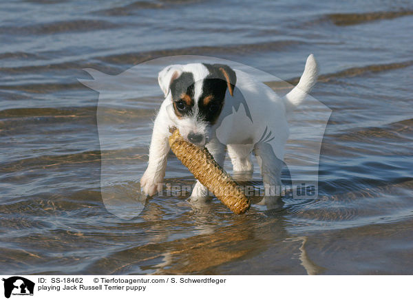playing Jack Russell Terrier puppy / SS-18462