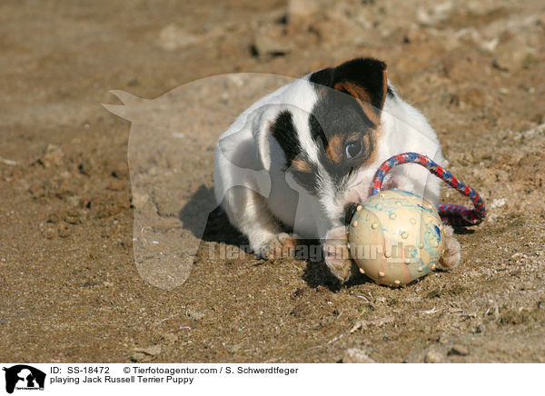 spielender Parson Russell Terrier Welpe / playing Parson Russell Terrier Puppy / SS-18472