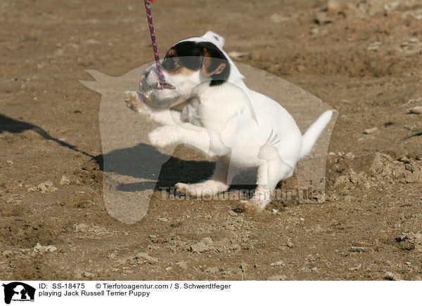 spielender Parson Russell Terrier Welpe / playing Parson Russell Terrier Puppy / SS-18475