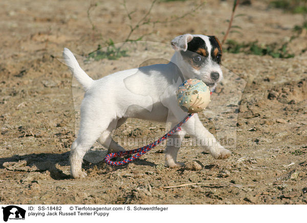 spielender Parson Russell Terrier Welpe / playing Parson Russell Terrier Puppy / SS-18482