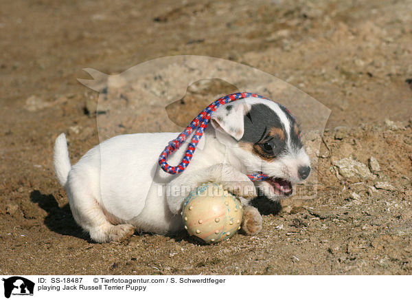 playing Jack Russell Terrier Puppy / SS-18487