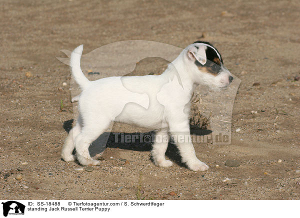 stehender Parson Russell Terrier Welpe / standing Parson Russell Terrier Puppy / SS-18488