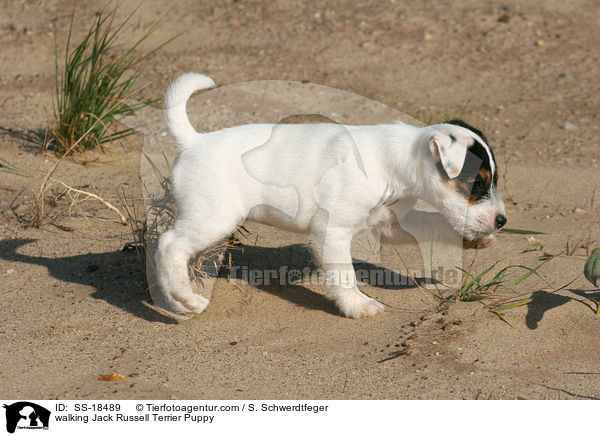 laufender Parson Russell Terrier Welpe / walking Parson Russell Terrier Puppy / SS-18489
