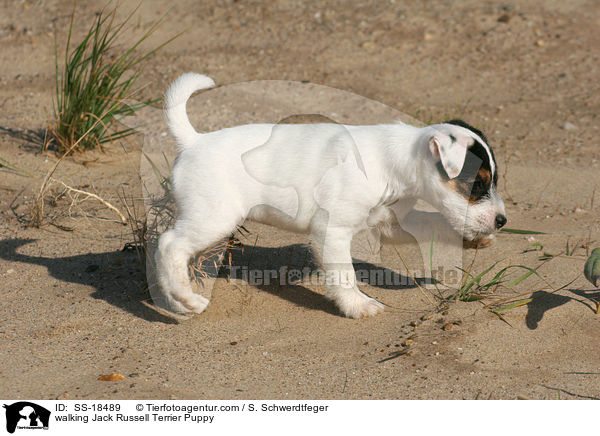 walking Jack Russell Terrier Puppy / SS-18489