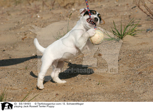 spielender Parson Russell Terrier Welpe / playing Parson Russell Terrier Puppy / SS-18493
