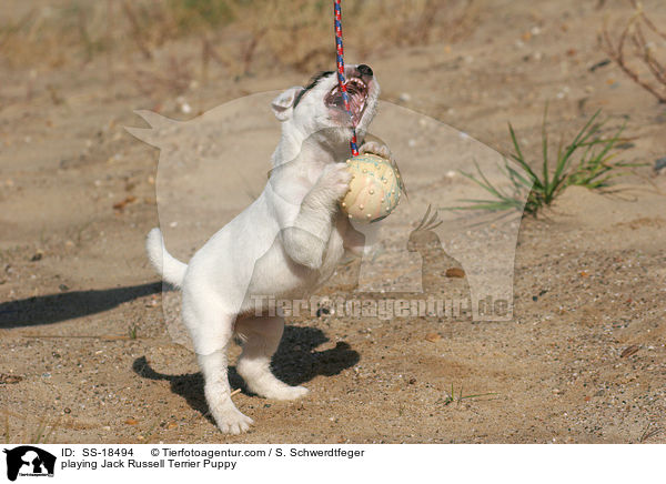 spielender Parson Russell Terrier Welpe / playing Parson Russell Terrier Puppy / SS-18494