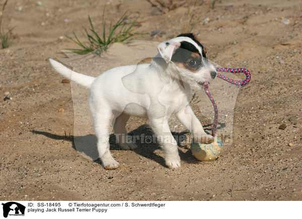 spielender Parson Russell Terrier Welpe / playing Parson Russell Terrier Puppy / SS-18495