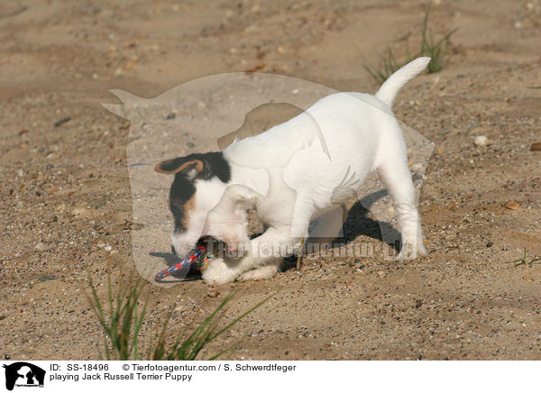 spielender Parson Russell Terrier Welpe / playing Parson Russell Terrier Puppy / SS-18496