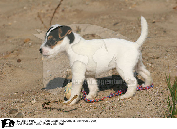 Parson Russell Terrier Welpe mit Ball / Parson Russell Terrier Puppy with ball / SS-18497