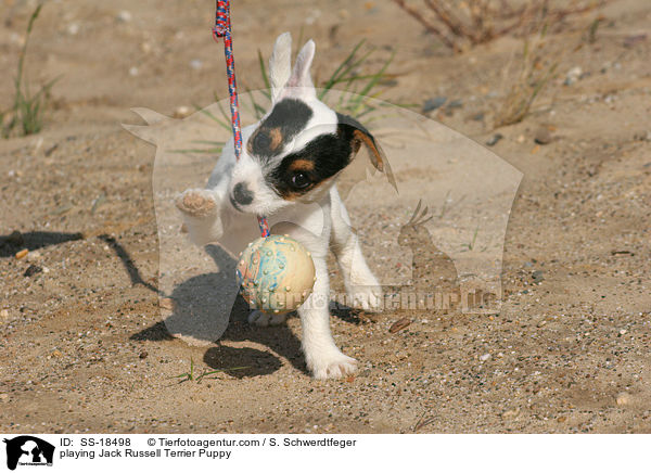 spielender Parson Russell Terrier Welpe / playing Parson Russell Terrier Puppy / SS-18498