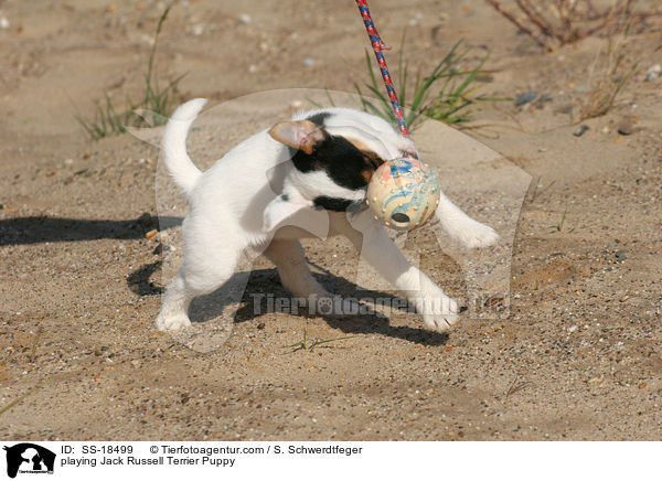 spielender Parson Russell Terrier Welpe / playing Parson Russell Terrier Puppy / SS-18499