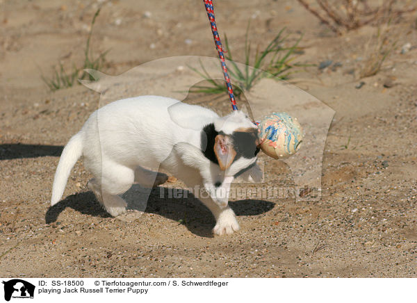 spielender Parson Russell Terrier Welpe / playing Parson Russell Terrier Puppy / SS-18500
