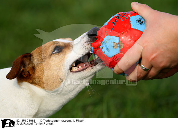 Jack Russell Terrier Portrait / IPI-01088