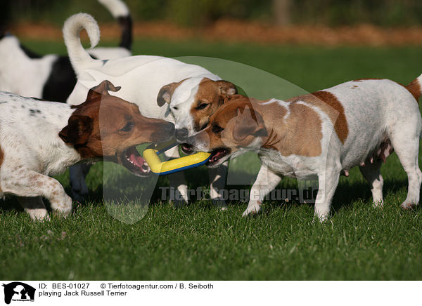 spielende Jack Russell Terrier / playing Jack Russell Terrier / BES-01027