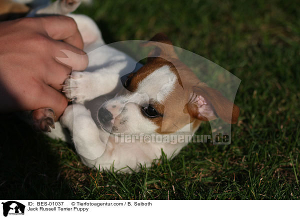 Jack Russell Terrier Welpe / Jack Russell Terrier Puppy / BES-01037
